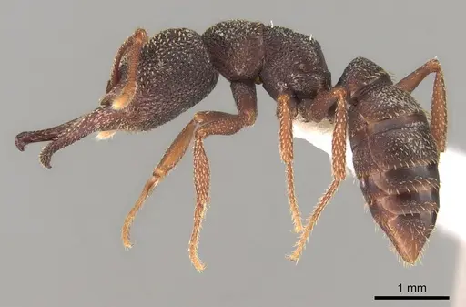 Mystrium labyrinth - CASENT0003281