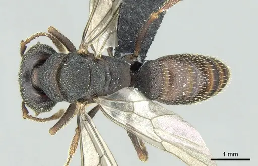 Mystrium labyrinth - CASENT0084950