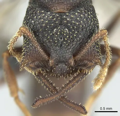 Mystrium labyrinth - CASENT0084950