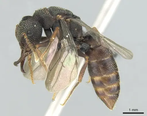 Mystrium labyrinth - CASENT0084950