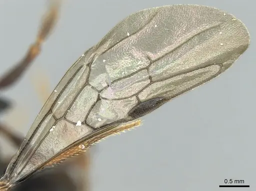 Mystrium labyrinth - CASENT0084950