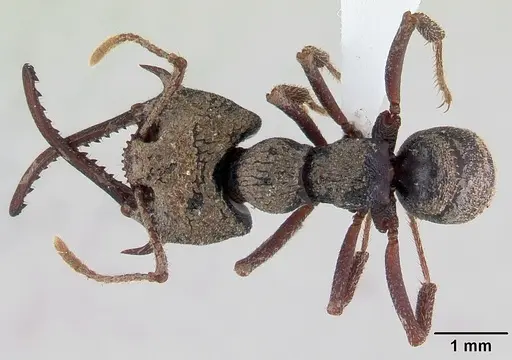 Mystrium leonie specimen