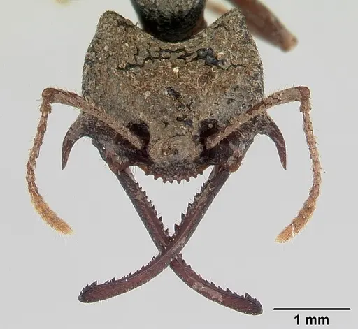 Mystrium leonie specimen