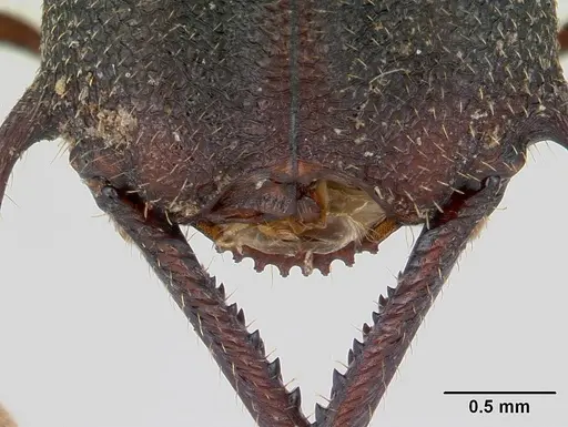 Mystrium leonie specimen