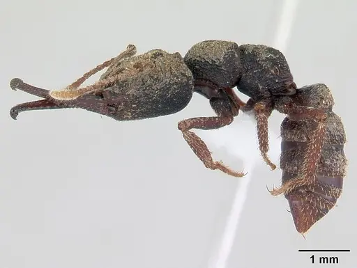 Mystrium leonie - CASENT0178198