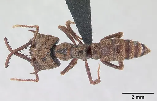 Mystrium maren specimen