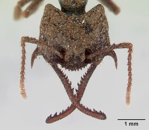 Mystrium maren specimen