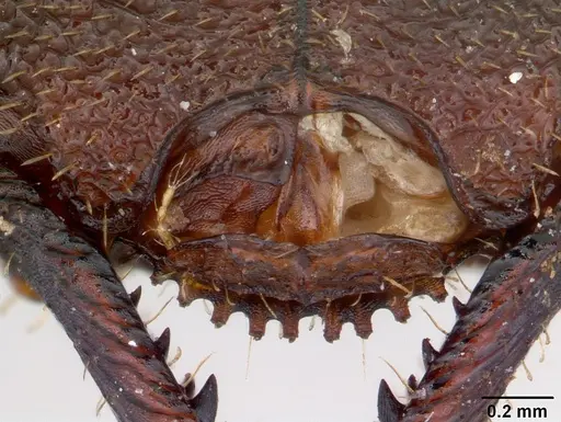 Mystrium maren specimen