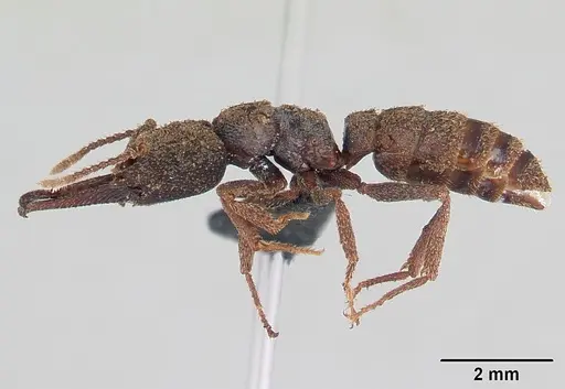 Mystrium maren - CASENT0178197