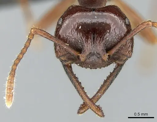 Mystrium mirror specimen