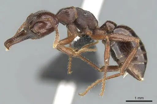 Mystrium mirror specimen