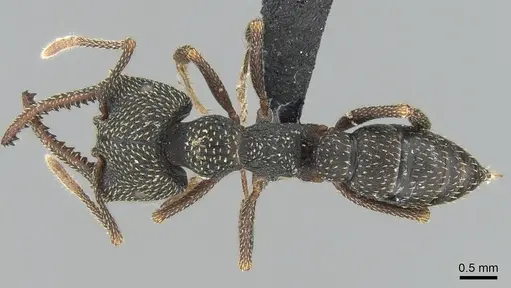 Mystrium mirror - CASENT0002480