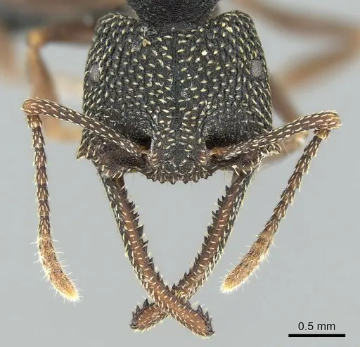 Mystrium mirror - CASENT0002480