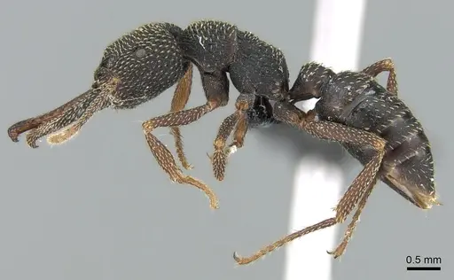 Mystrium mirror - CASENT0002480