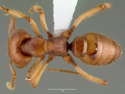 Mystrium mirror - CASENT0006030