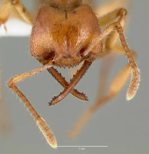 Mystrium mirror - CASENT0006030