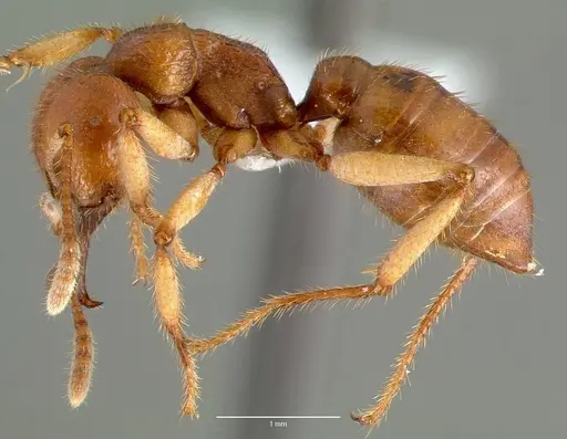 Mystrium mirror - CASENT0006030