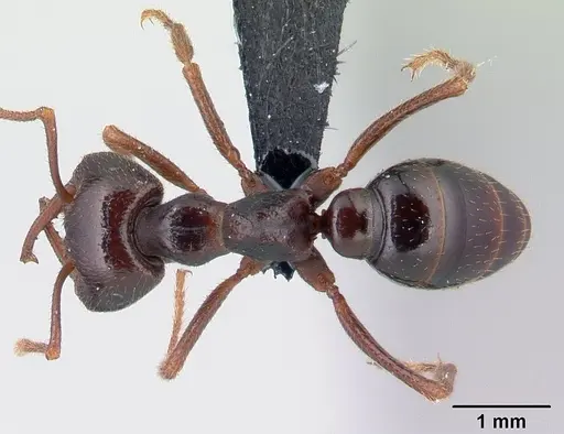 Mystrium mirror - CASENT0121000