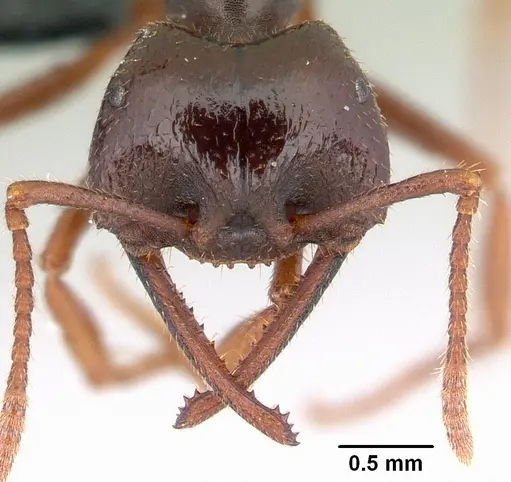 Mystrium mirror - CASENT0121000