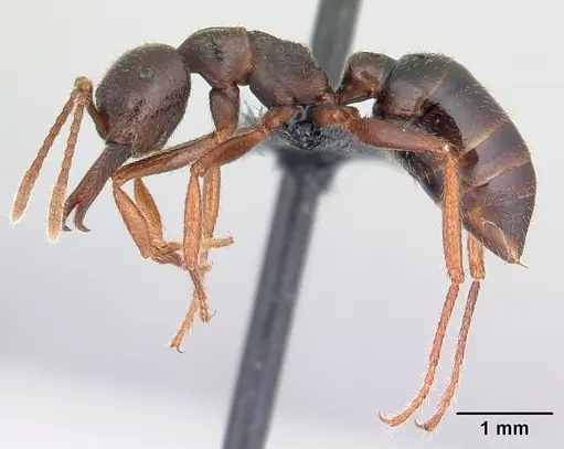 Mystrium mirror - CASENT0121000