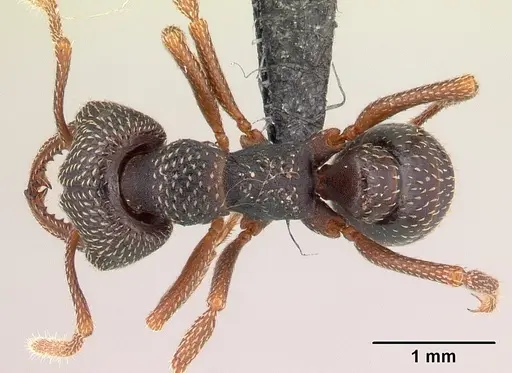 Mystrium mirror - CASENT0121666