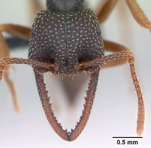 Mystrium mirror - CASENT0121666