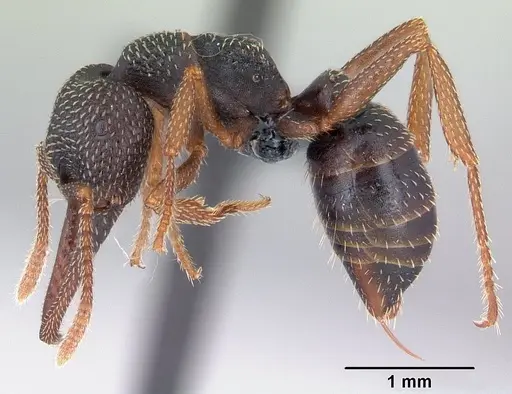 Mystrium mirror - CASENT0121666