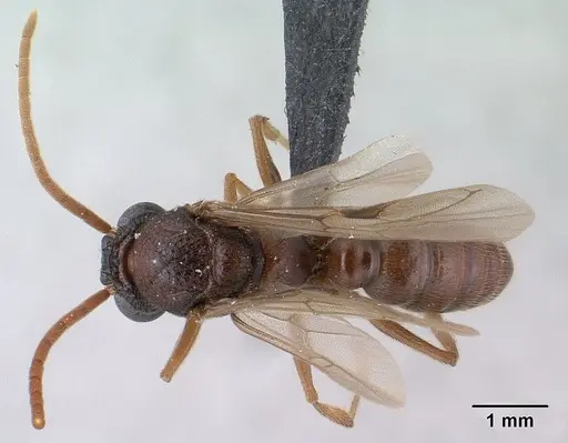 Mystrium mirror - CASENT0134541