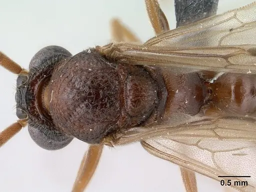 Mystrium mirror - CASENT0134541