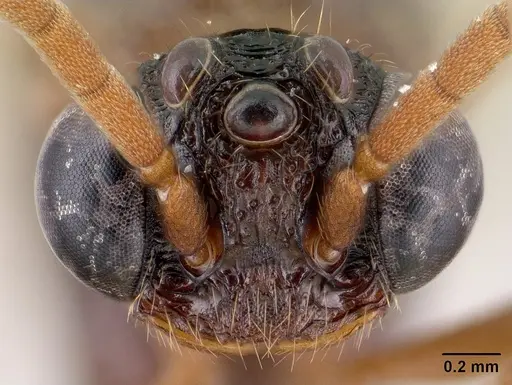 Mystrium mirror - CASENT0134541