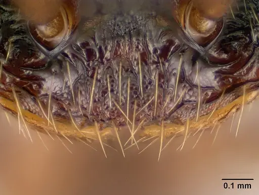 Mystrium mirror - CASENT0134541