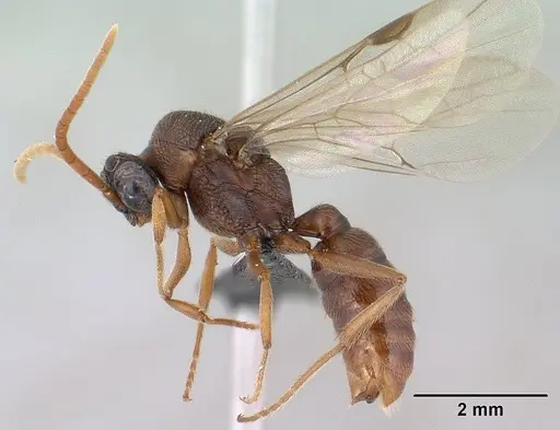 Mystrium mirror - CASENT0134541