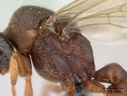 Mystrium mirror - CASENT0134541