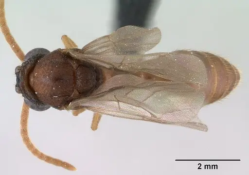 Mystrium mirror - CASENT0144952