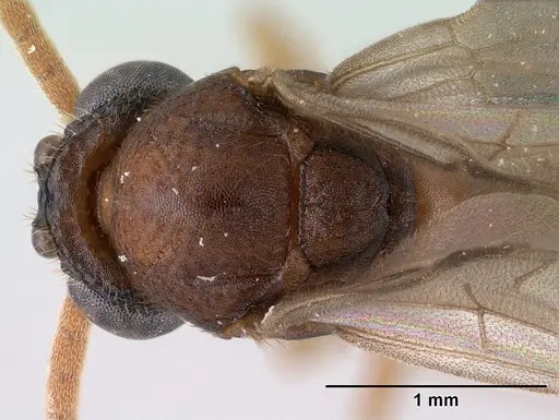 Mystrium mirror - CASENT0144952