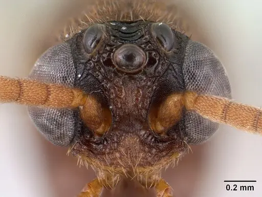 Mystrium mirror - CASENT0144952