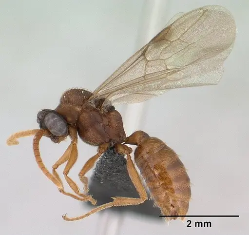 Mystrium mirror - CASENT0144952