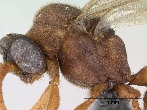 Mystrium mirror - CASENT0144952