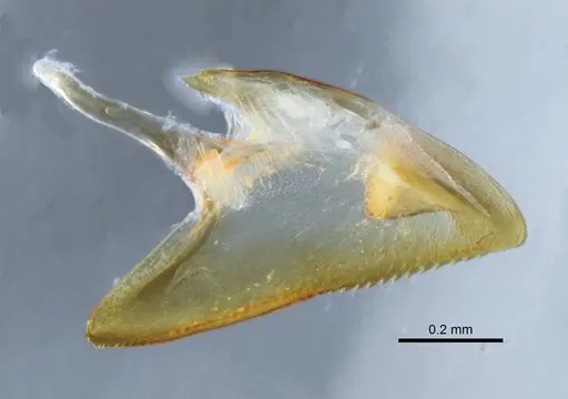 Mystrium mirror - CASENT0317444