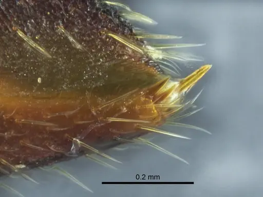 Mystrium mirror - CASENT0317582