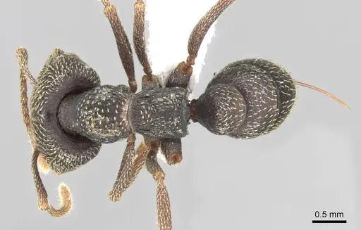 Mystrium mirror - CASENT0318935