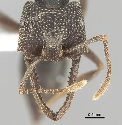 Mystrium mirror - CASENT0318935