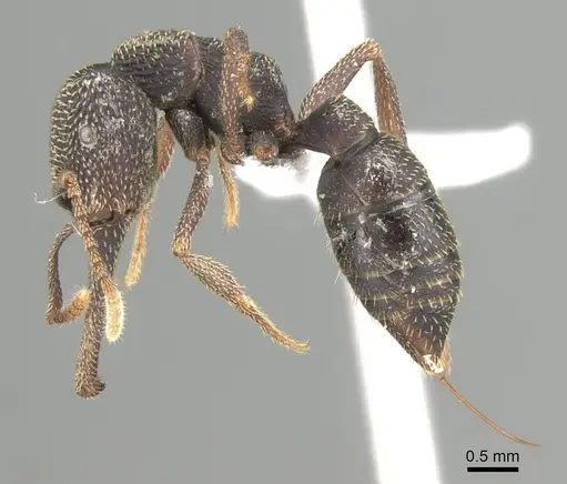 Mystrium mirror - CASENT0318935