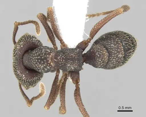 Mystrium mirror - CASENT0318936