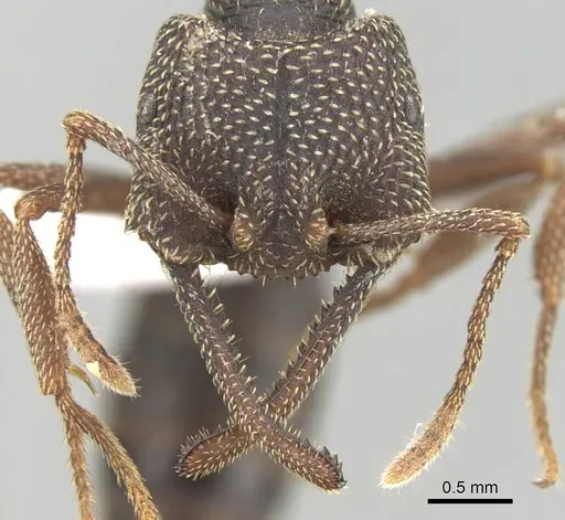 Mystrium mirror - CASENT0318936