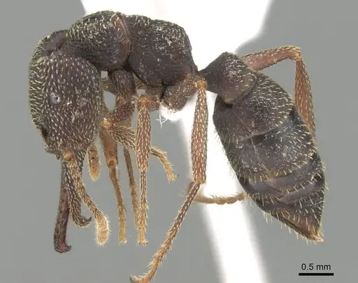 Mystrium mirror - CASENT0318936