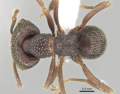 Mystrium mirror - CASENT0318937