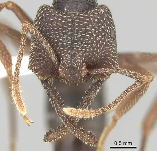 Mystrium mirror - CASENT0318937