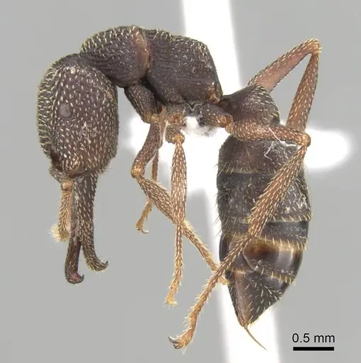 Mystrium mirror - CASENT0318937