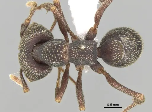 Mystrium mirror - CASENT0318938